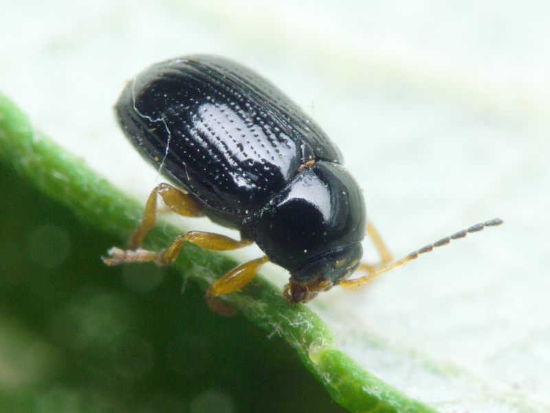 Cryptocephalus (Burlinius) ocellatus Drapiez, 1819